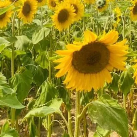 Dugal Chirac (Charente)