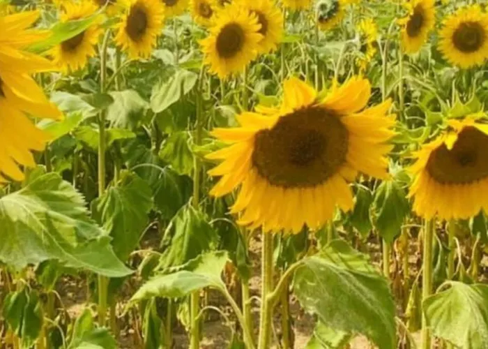 Dugal Chirac (Charente)